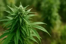 Brazilian cannabis market expected to generate R$ 1 billion in 2025, with experts highlighting focus and new growth verticals
