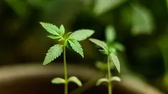 Artigo do LEAV analisa como o ambiente de cultivo influencia a qualidade da cannabis medicinal