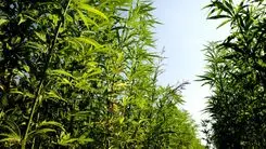 Proyecto de la UFV transforma 14 semillas de cannabis en más de 4 mil plántulas