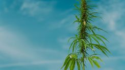 UE quer padronizar regras de cultivo do cânhamo na Europa