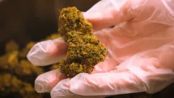 Cannabis medicinal: estudo aponta melhora por 12 meses