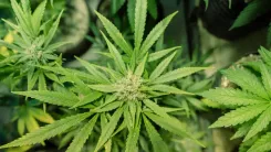Cannabis no Canadá gera US$ 3 bilhões e se torna 5ª maior cultura agrícola