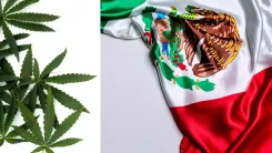 Cannabis no México: autoconsumo inclui alimentos com THC