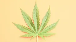 Afinal, a cannabis é porta de entrada para outras drogas? 