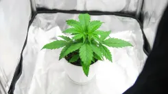 Cultivo de cannabis medicinal é autorizado na Bahia