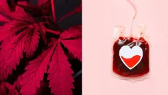Doar sangue usando cannabis: o que você precisa saber