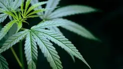 Embrapa aponta caminhos para o cultivo de cannabis no Brasil, afirma Beatriz Emygdio
