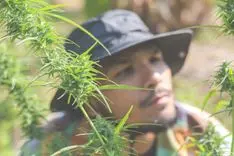 “Cultivo de cânhamo não é proibido no Brasil”, afirma advogado