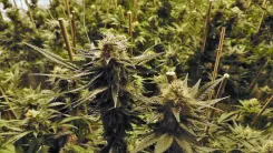Flores de cânhamo ganham novo mercado na Argentina