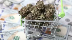 Legalização da cannabis pode render bilhões aos EUA