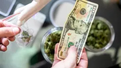 Vendas de cannabis disparam e chegam a US$ 250 milhões