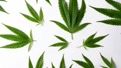 Nueva ley sobre el cannabis en EE. UU. cambia las normas en noviembre