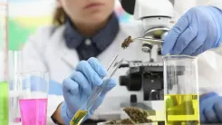 Pesquisa sobre cannabis: Canadá investe C$ 24 milhões
