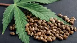 Cáñamo en la entresiembra: potencial de la planta como cultivo de cobertura