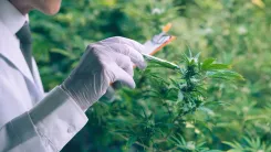 Types of Cannabis sativa: differences between sativa, indica, ruderalis, and hybrids