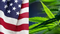 Uso de cannabis avança entre adultos nos Estados Unidos