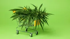 Vendas de cannabis barram mais menores que o álcool