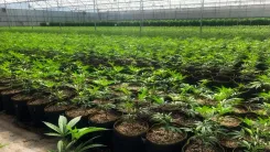 Viveiros de cannabis em NY: só 50 pedidos serão aceitos